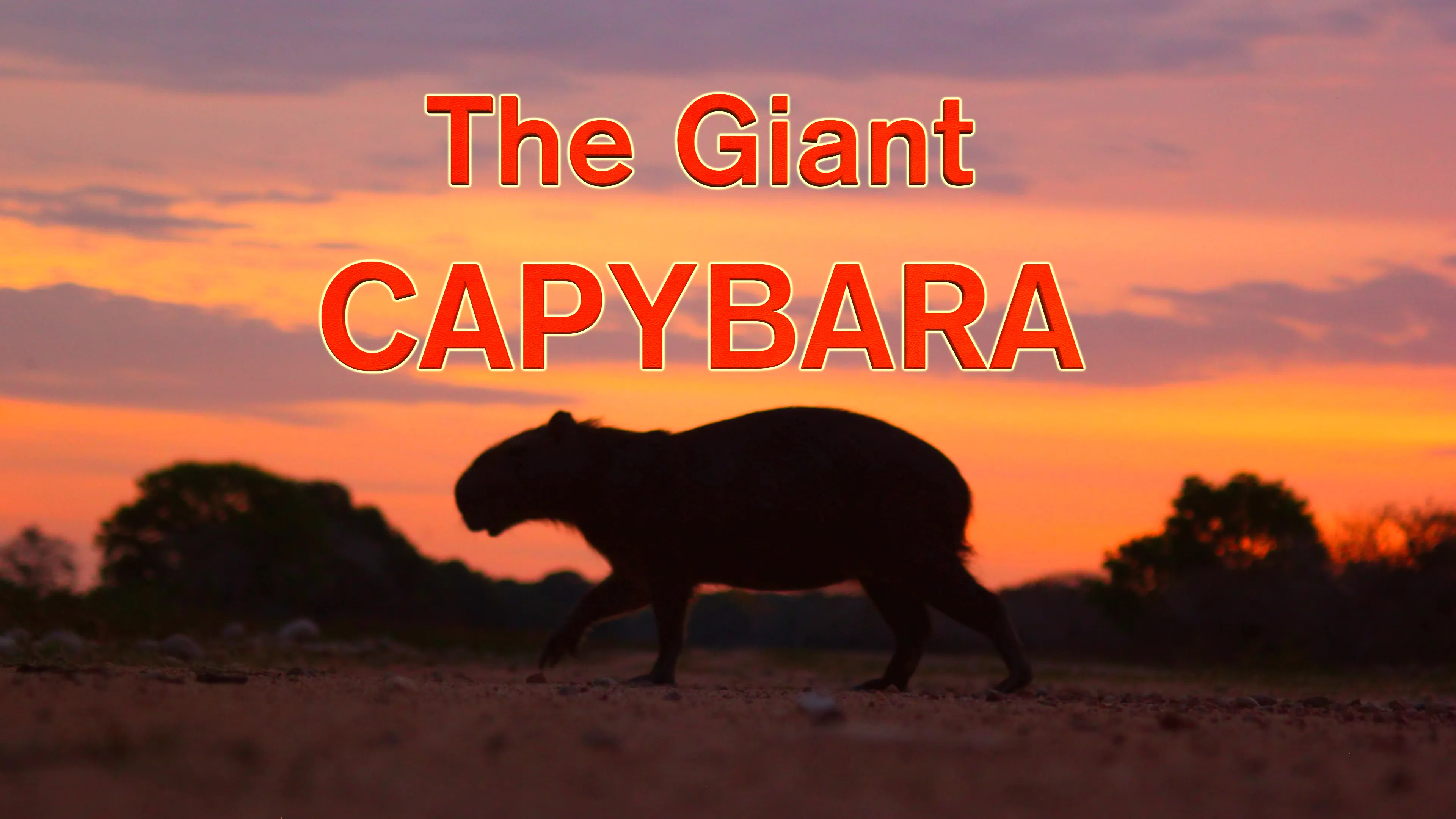 The Giant Capybara poster